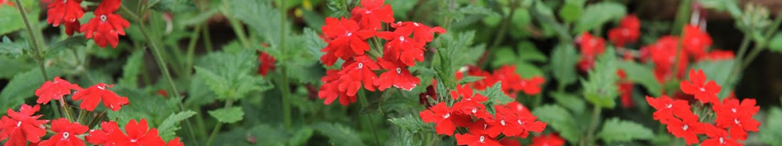 Kleine rote Blüten ©Dr. Köhler